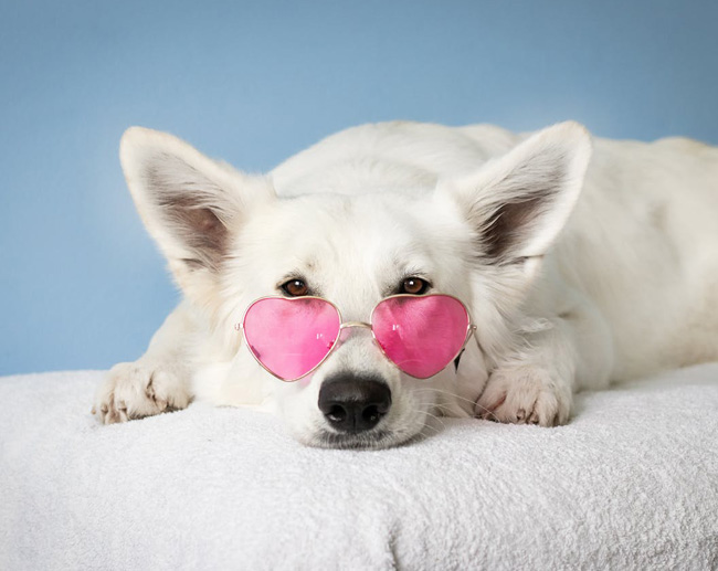 Perro blanco tumbado con gafas de sol rosas